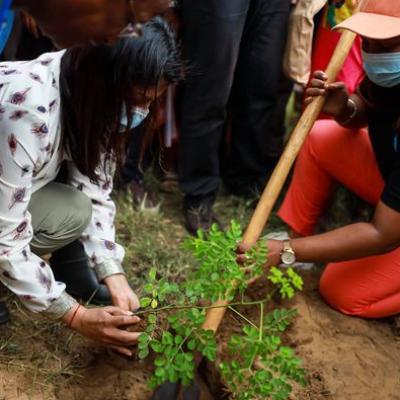 Plantation du Moringa sur 5 Ha, Tulear, Région Atsimo-Andrefana