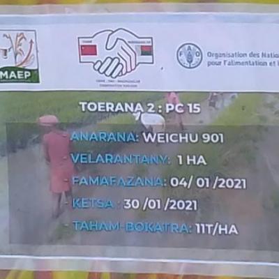 15 Mai 2021 - Projet riz hybride, CR Ambandrika, Région Alaotra Mangoro