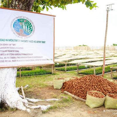 Production de 10 000 000 de jeunes plants, 5 000 000 de boulettes et 10.000.000.000 de graines forestières, Tamatave, Région Atsinanana